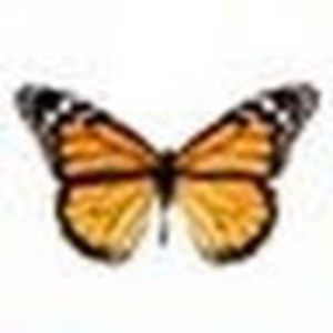 Meet your Posher, Amarilis